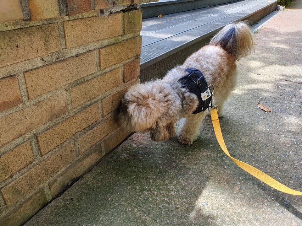 길 냄새 맡는 강아지