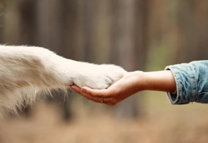 개와-손잡은-사진