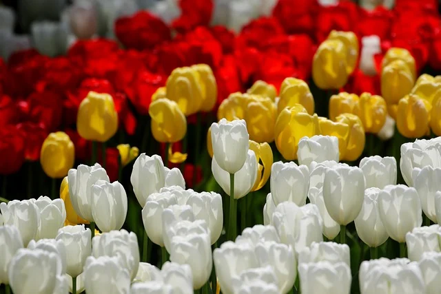 꿈해몽, 꿈풀이 총, 죽는, 죽이는 맞는, 꿈관련