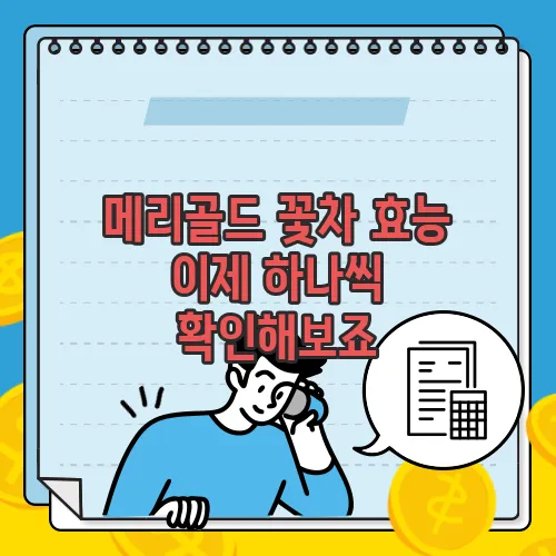메리골드 꽃차 효능 이제 하나씩 확인해보죠
