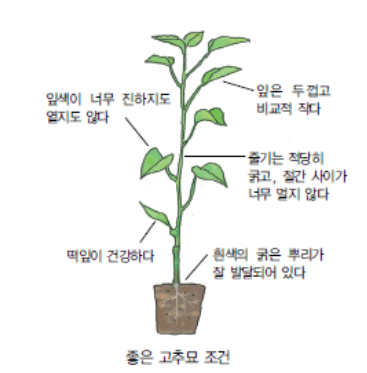 남부,중부지방 고추 파종, 모종 심는 시기, 재배 방법, 수확 시기