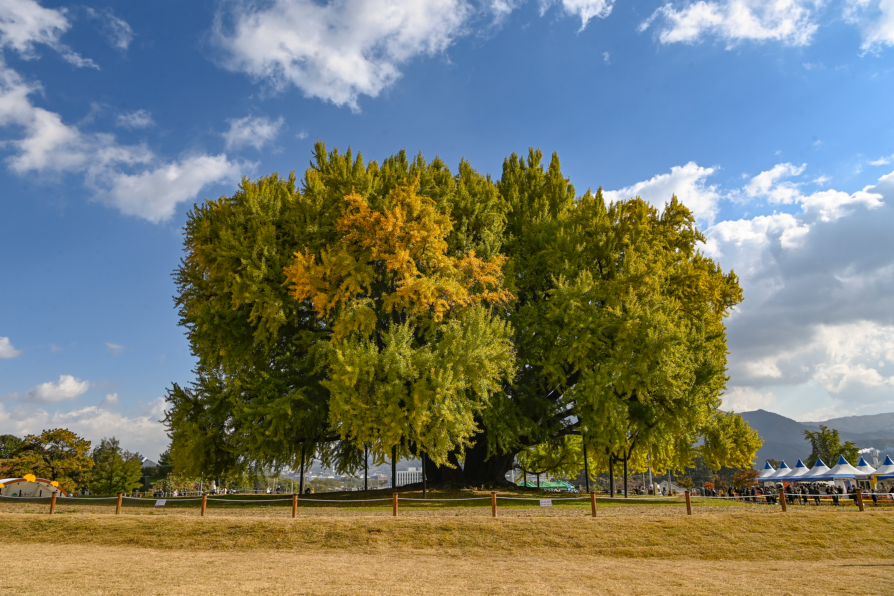 반계리 은행나무