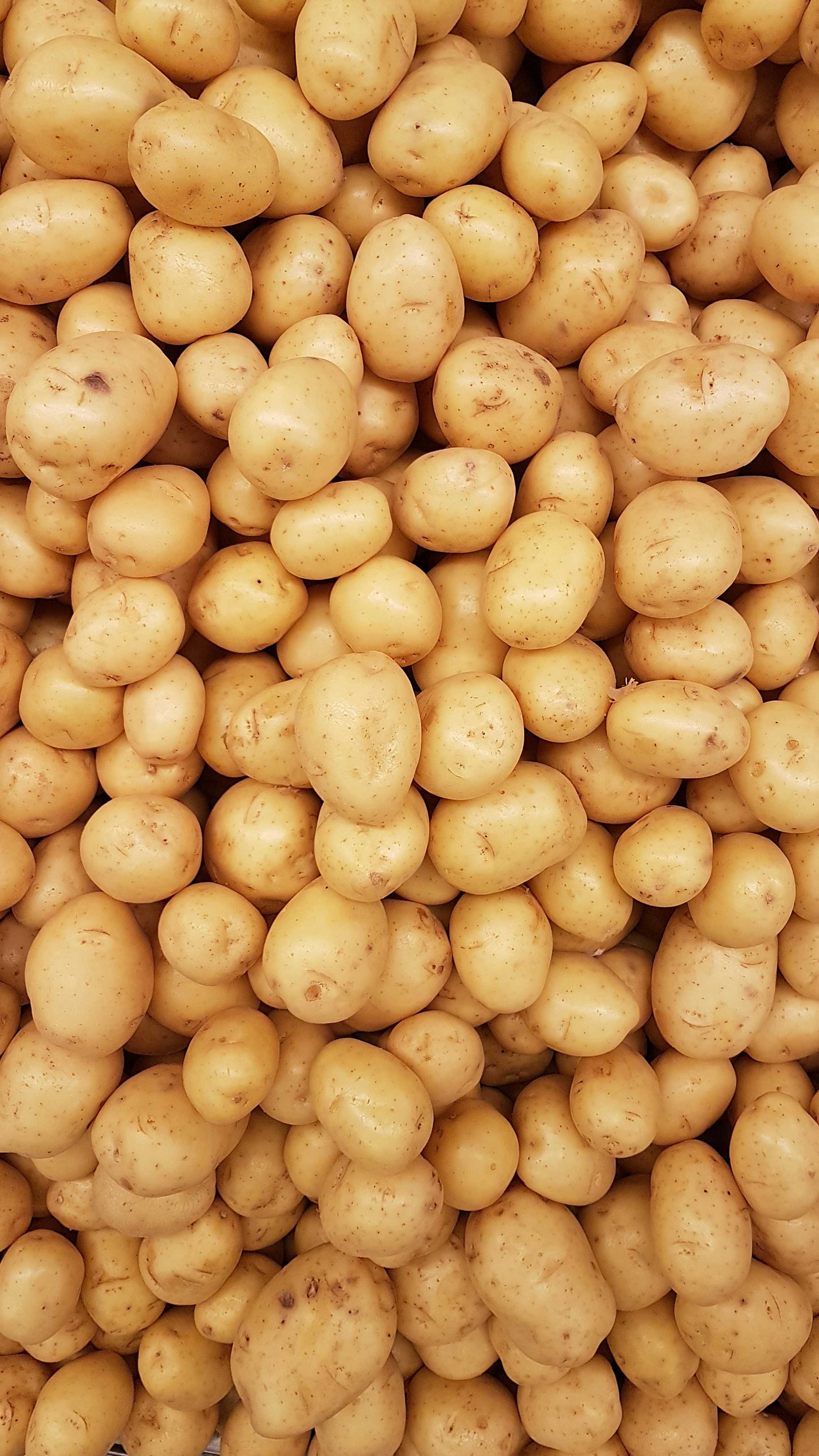 감자 이미지