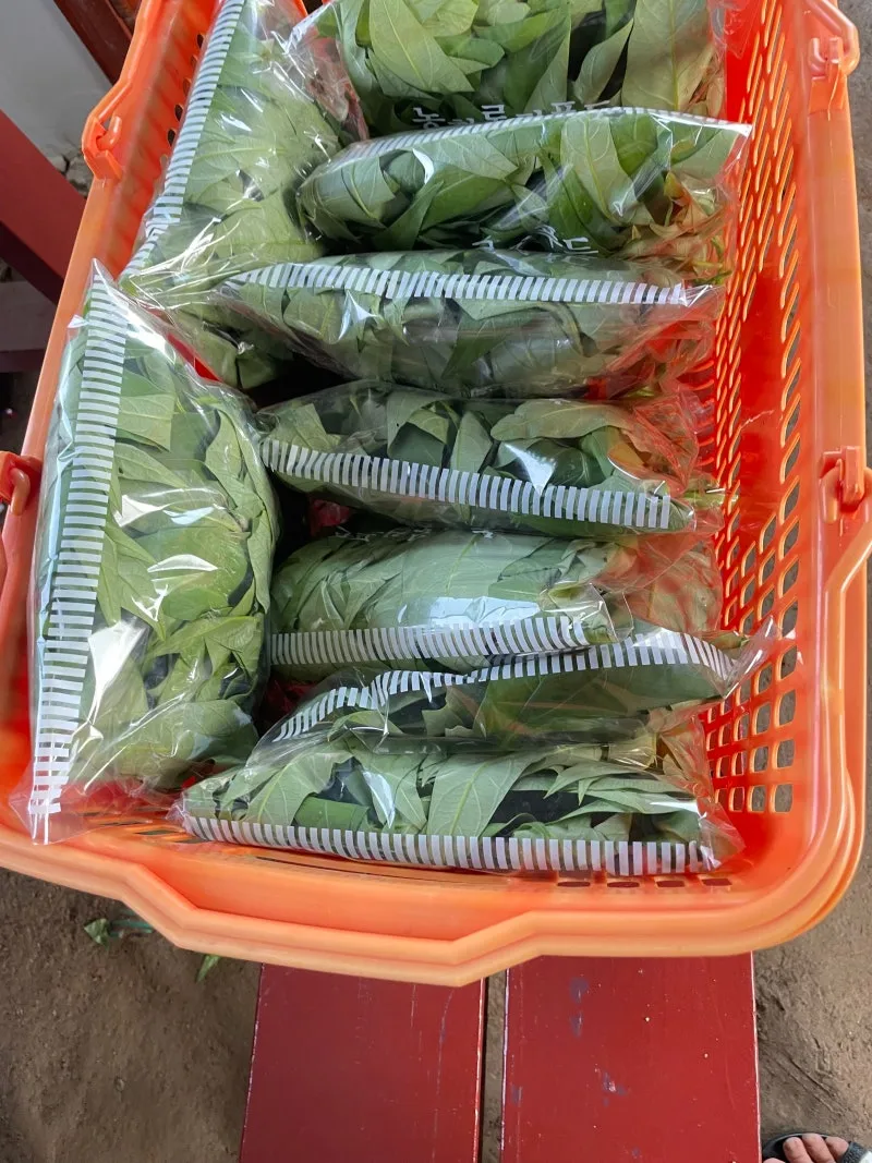 공심채 재배 여름 재배 물 충분 배수 필수_2