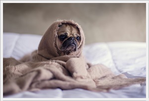 스트레스를 받으면 폭식하게 되는 이유