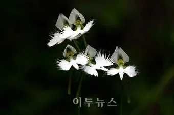 우리나라 특산식물 댕강나무와 댕강나무 꽃말 꽃댕강나무_22