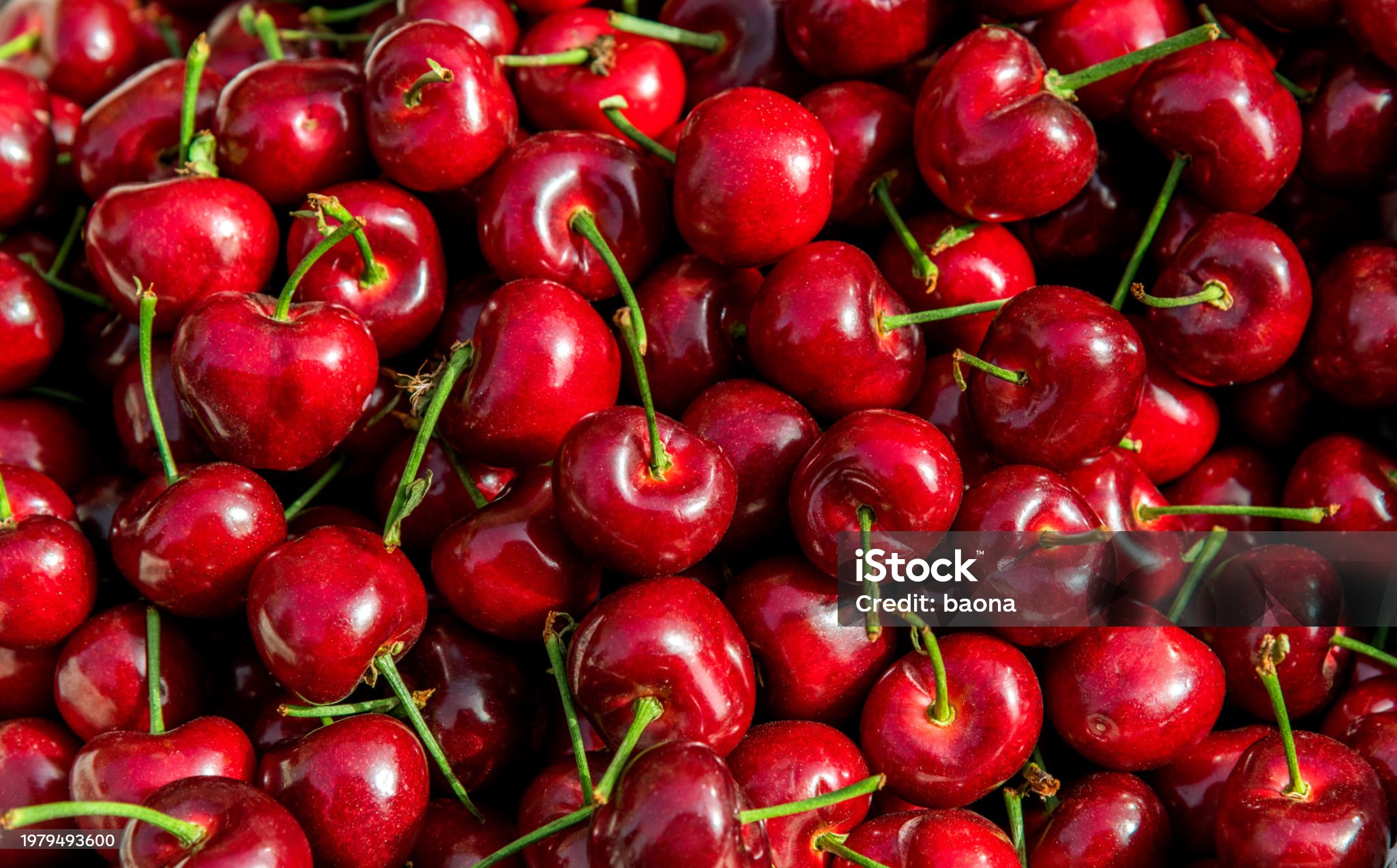 체리 관련 사진