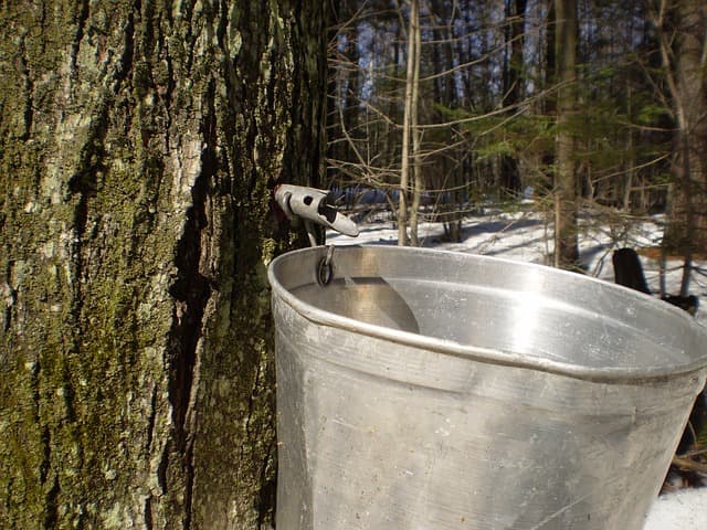 나무 수액 활용(Tree Sap Utilization) – 자작나무, 단풍나무 등의 수액을 활용한 신산업 연구