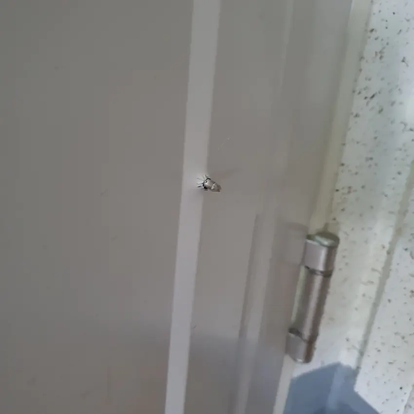 수능 모히칸 머리 컴파운드보우 현관문 뚫어버림