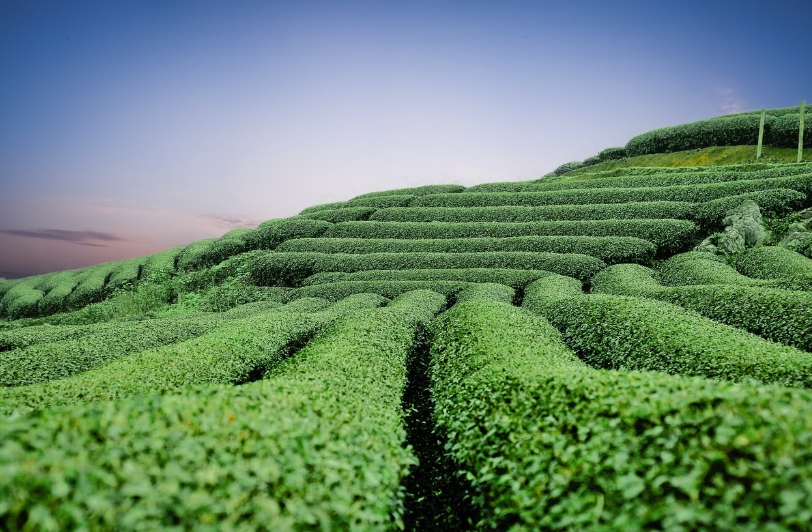 하동 녹차밭