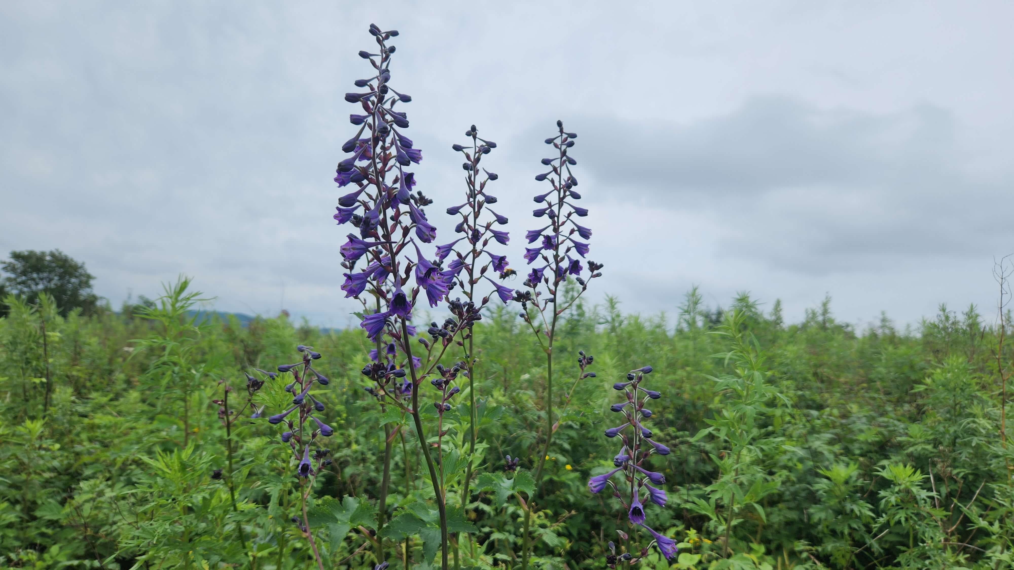 태백산 국립공원 태백산 민박촌 예약