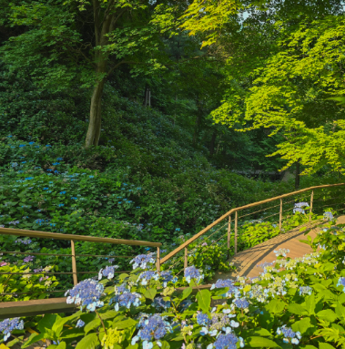 화담숲 수국축제
