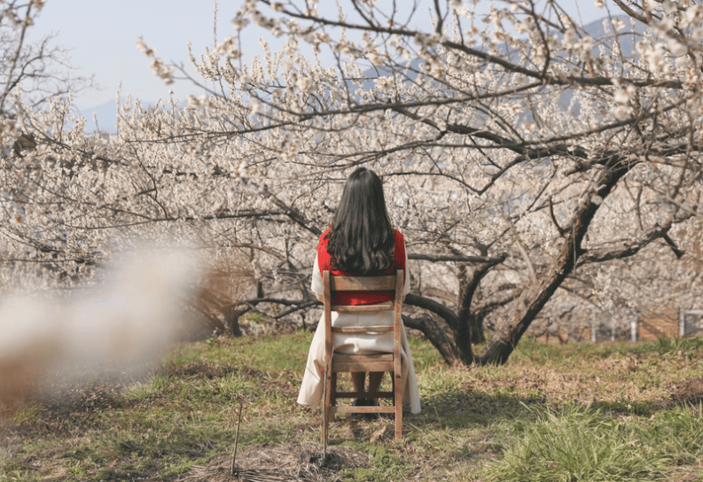 전라남도 광양 매화축제 벚꽃여행 일정 입장료 주차장