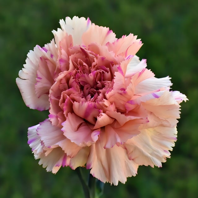 스승의 날 문구