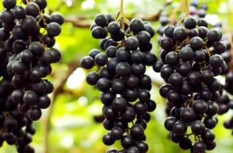 머루 재배 덩굴 유인 전정 관리 당도 올리기_4