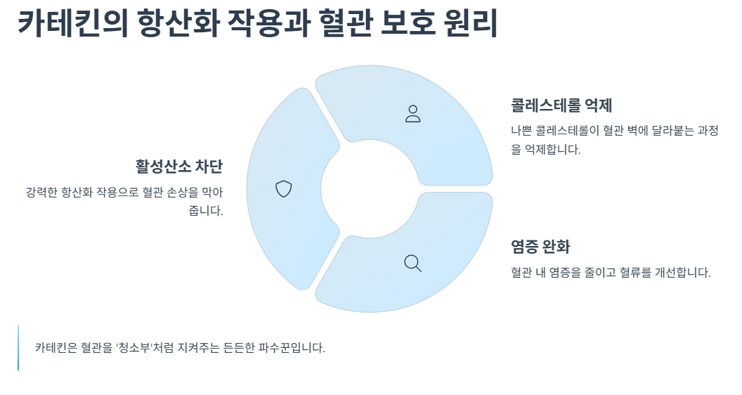 카테킨의 항산화 작용과 혈관 보호 원리