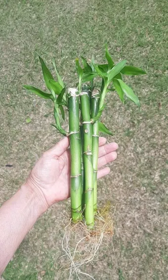 화분 노랗게 변함 원인 영양부족 과습해결 비료주기 조절 방법_13