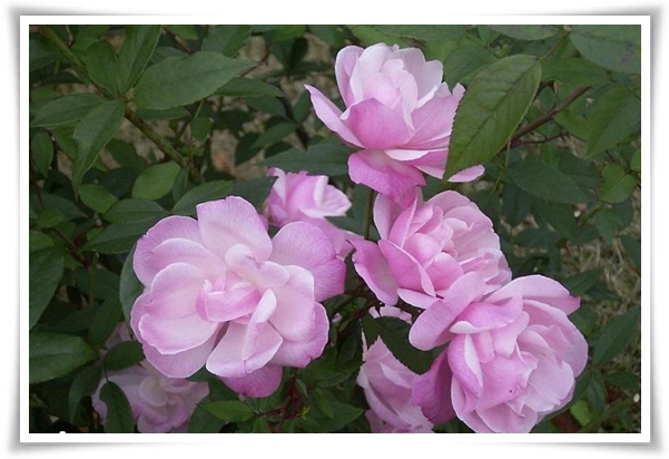 화초 &quot;월계화&quot; 봄부터 가을까지, 장미인 듯 장미 아닌 향기로운 꽃의 여왕!