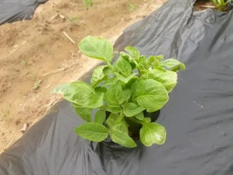 감자 수확시기 지역별 차이와 재배 팁_11