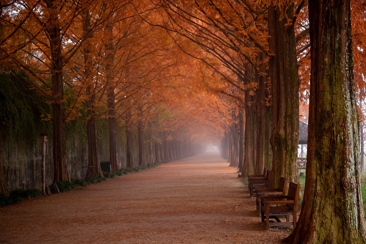 담양 메타세쿼이아