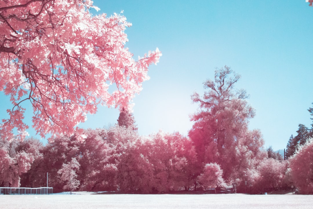 Cherry blossom