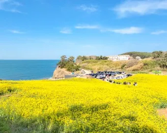 부안 수성당 유채꽃 히든스팟 개화시기_43