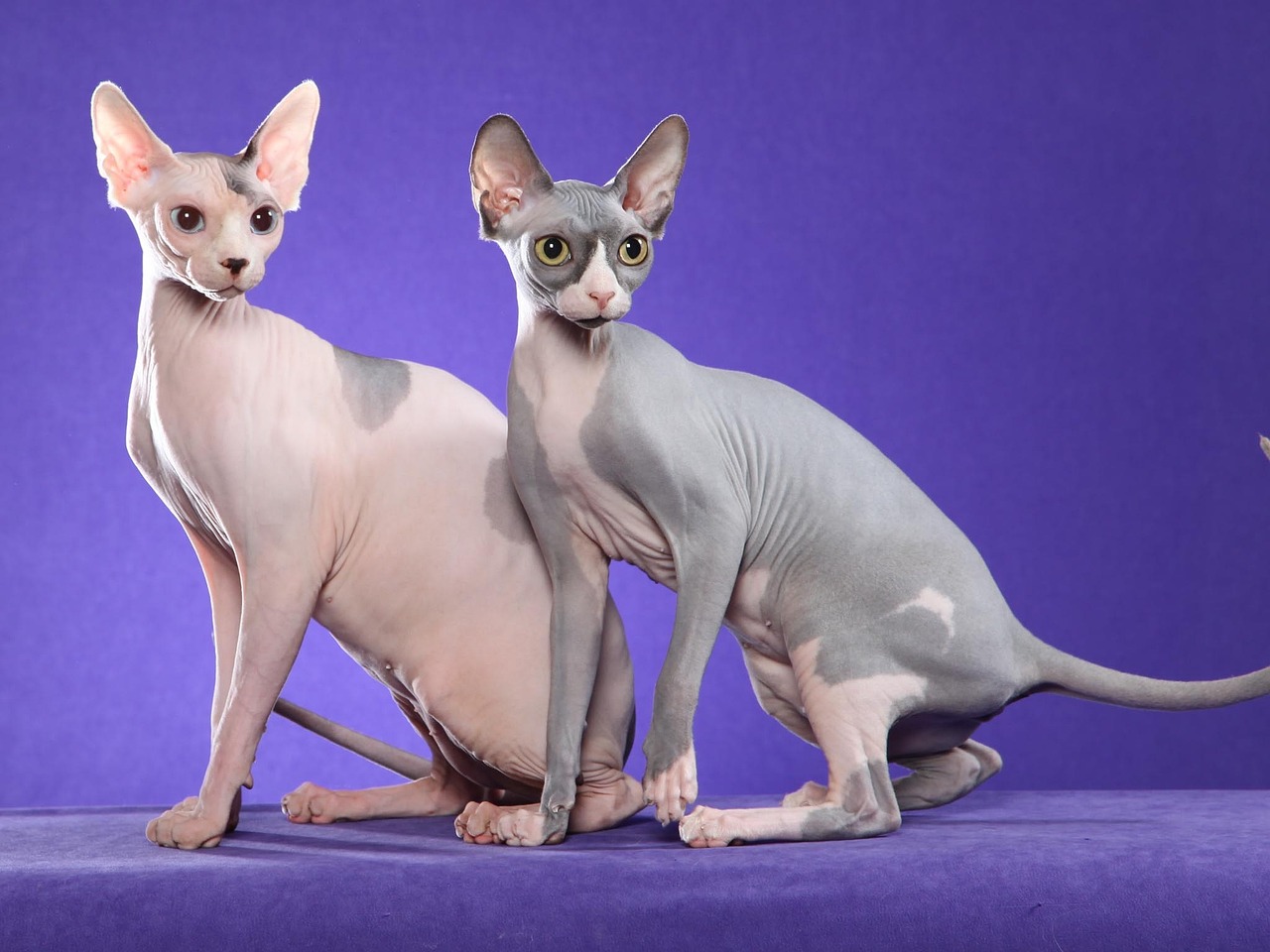 스핑크스 고양이 사진