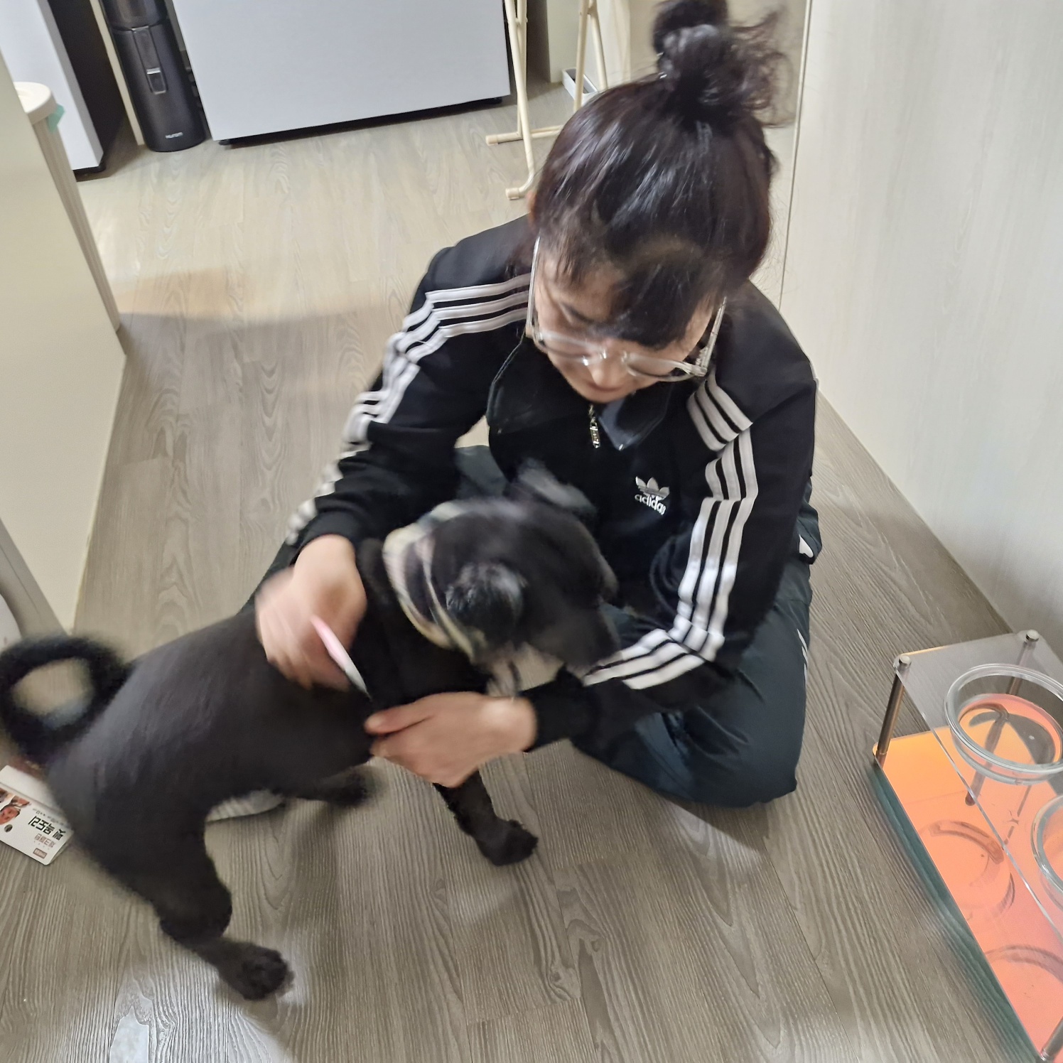 강아지&amp;#44; 왜 회식을 선택해야 할까? 모르면 강아지 아파요