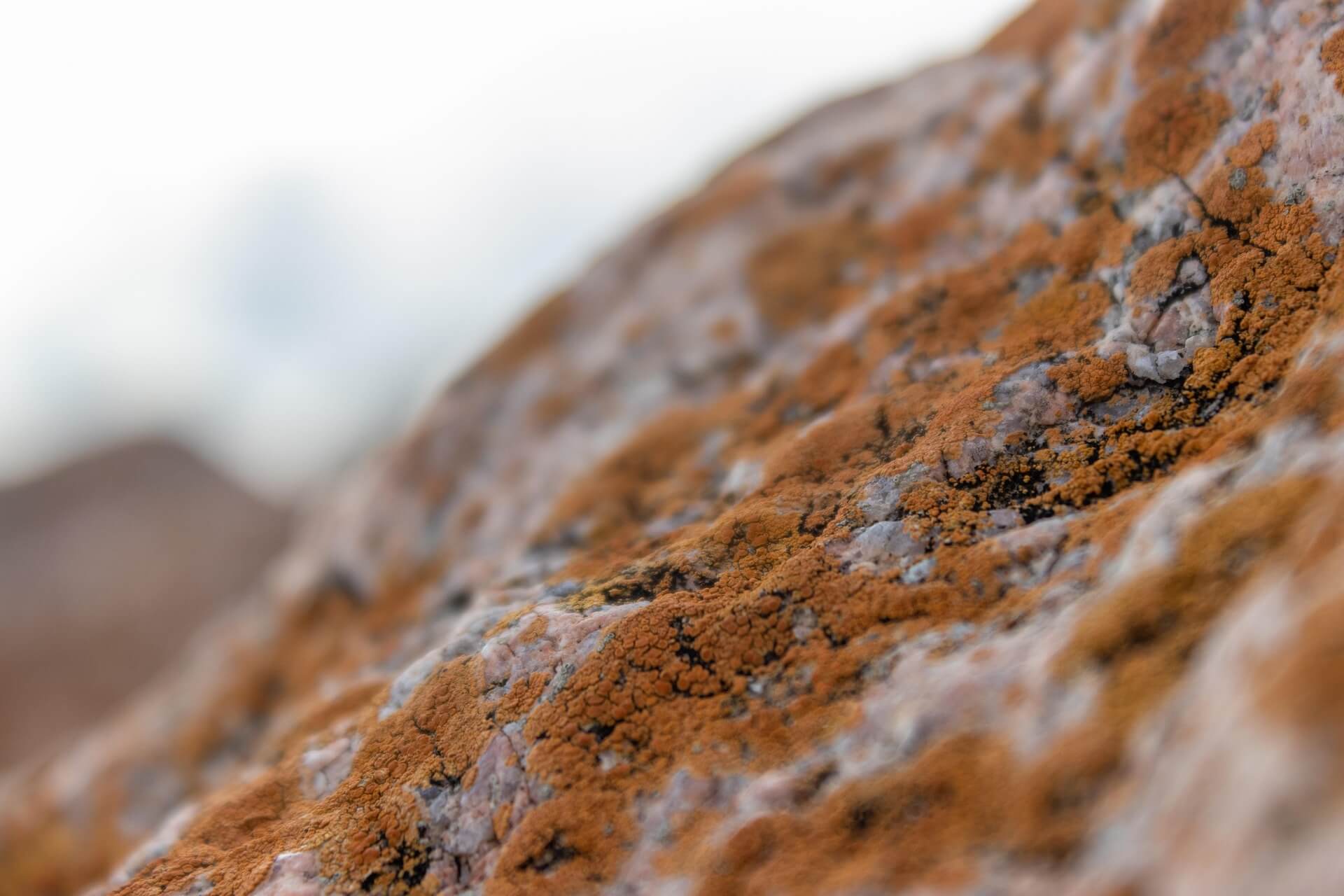 어린 개체 화석에 미생물 매트 흔적이 주는 영향