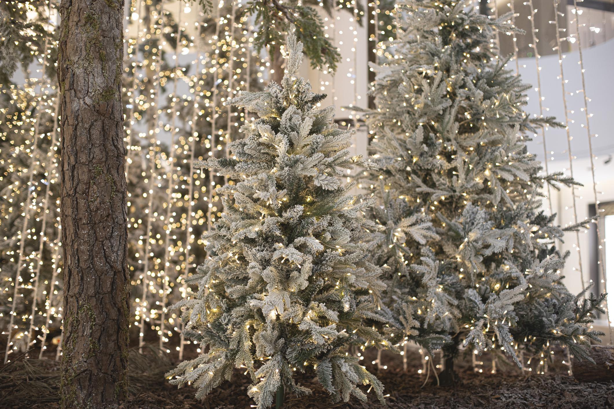 구상나무의 비밀