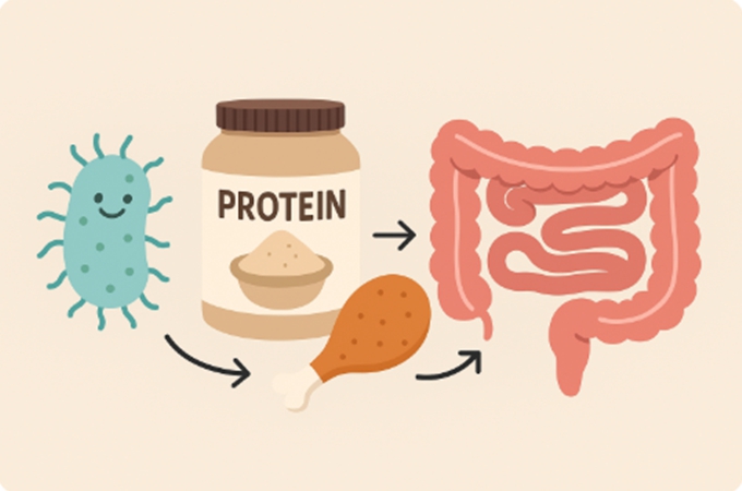 프로바이오틱스 세균, 단백질 분말, 닭다리, 장의 일러스트로 구성된 장 건강 설명도
