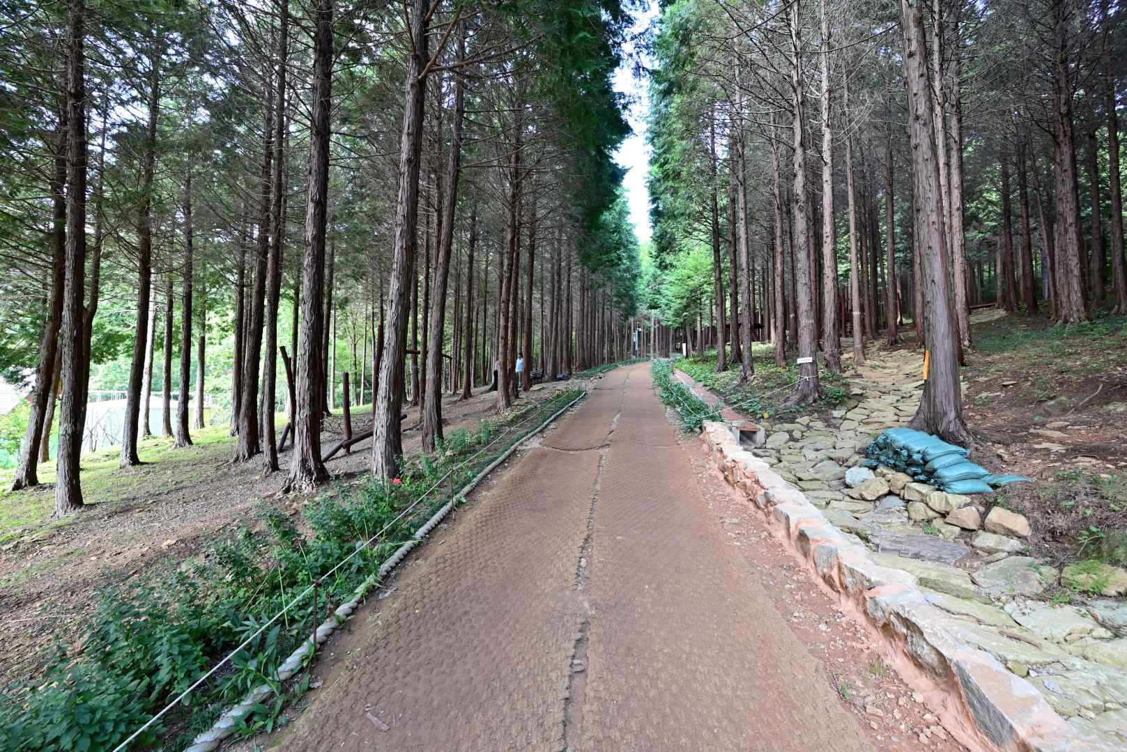 팔영산 편백치유의숲