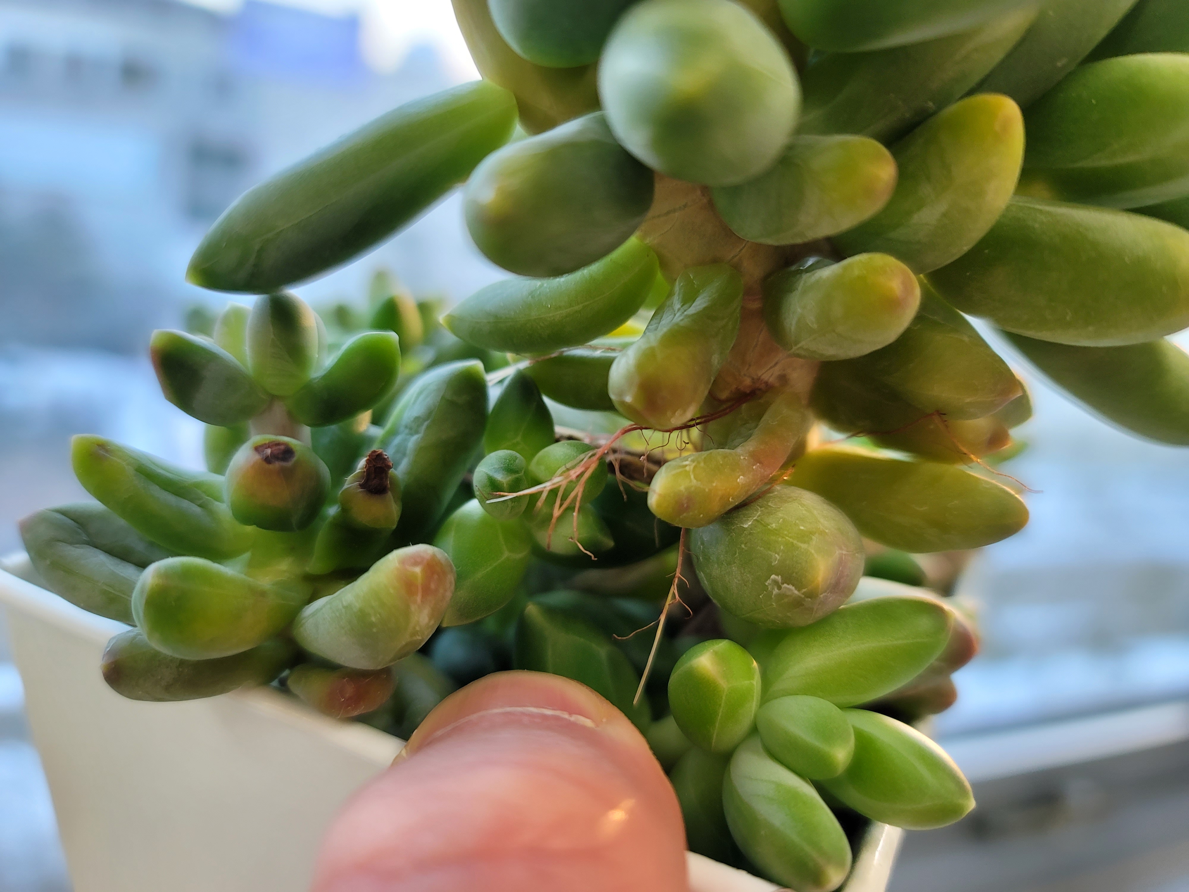 천대전송공중뿌리