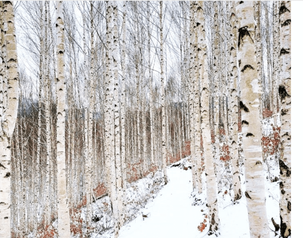 인제- 자작나무숲의- 위치