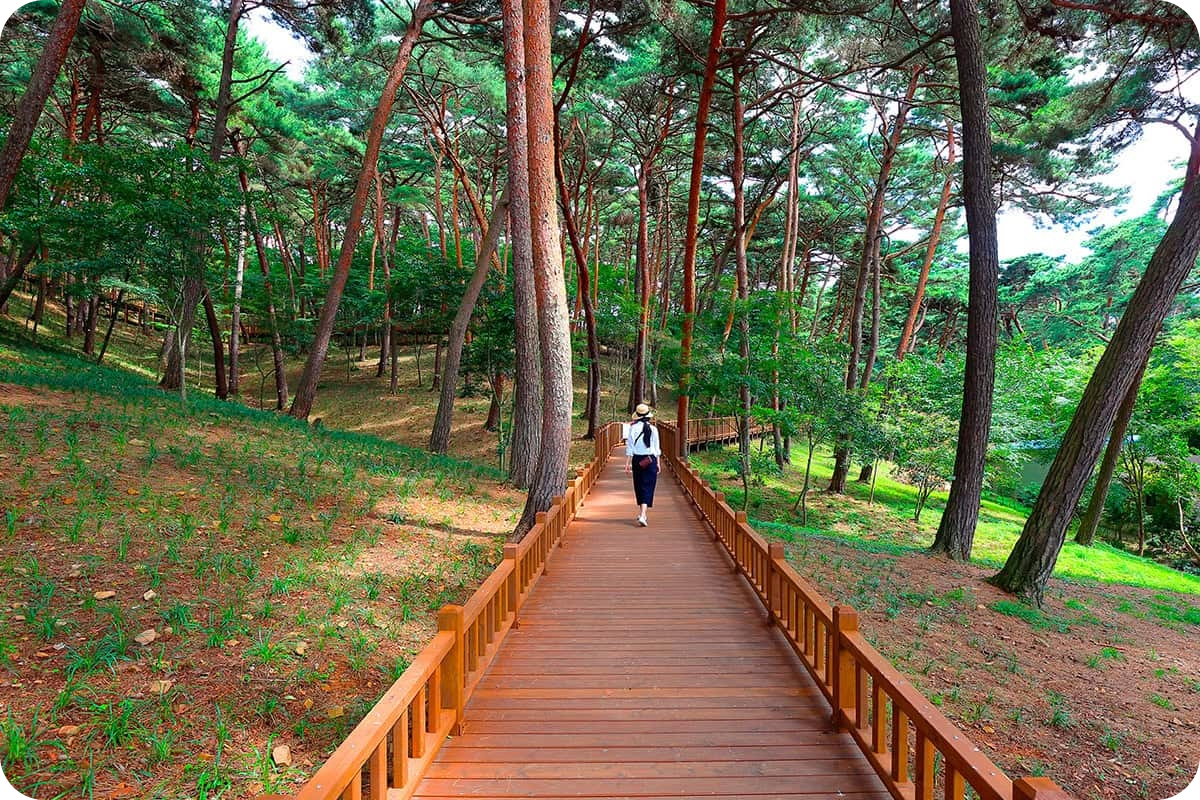 안면도 자연휴양림 이미지