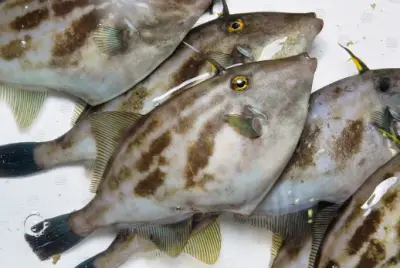 쥐포 가격 및 효능, 영양성분