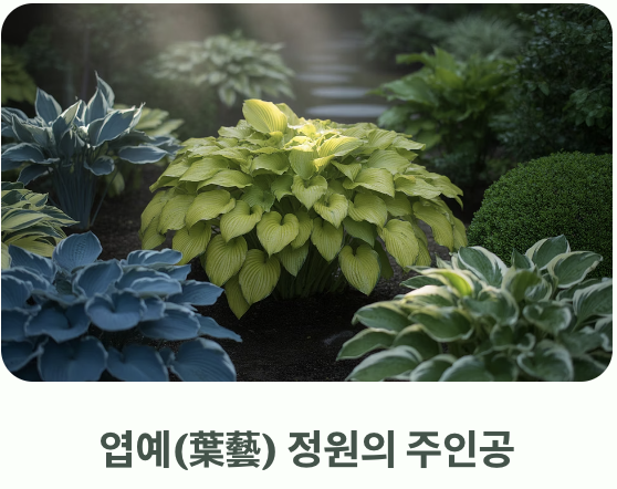 &amp;#39;잎&amp;#39;으로 말하는 식물&amp;#44; 비비추의 매력