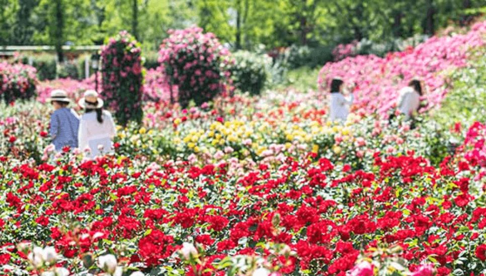 에버랜드 장미원