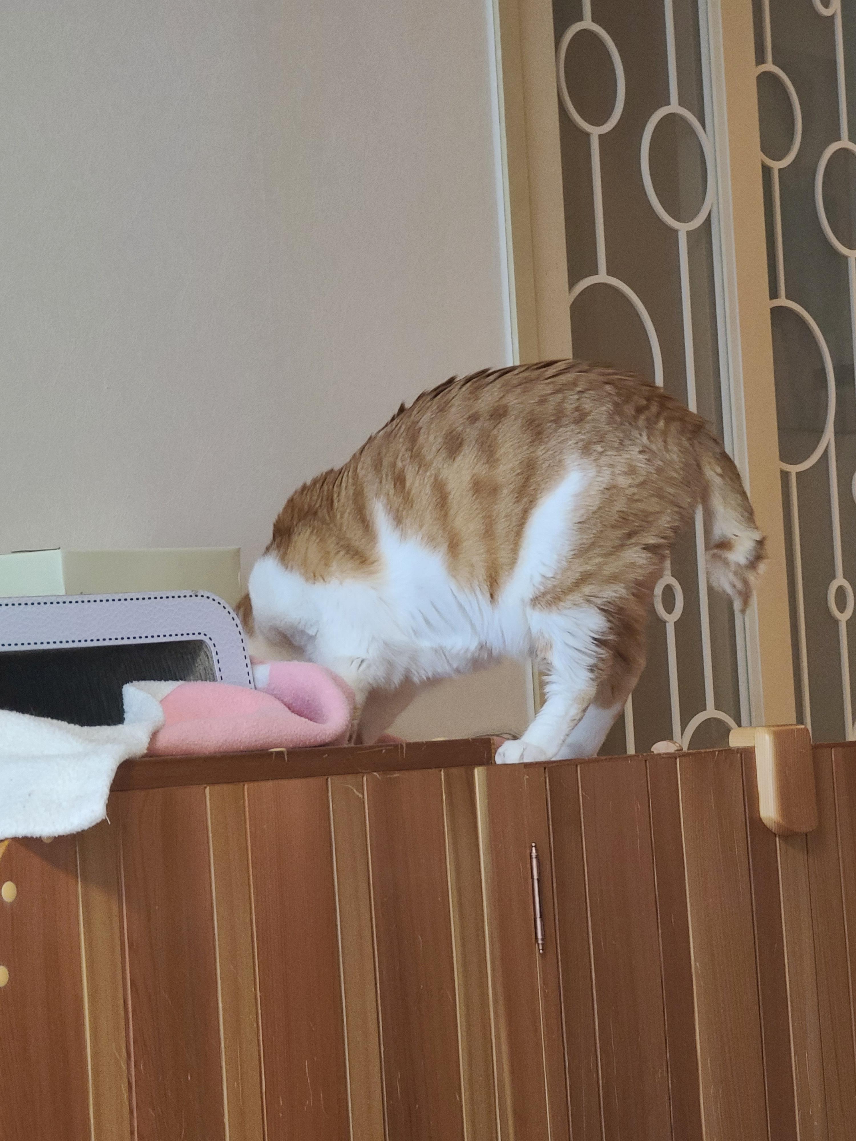 우리집엔 비싼 고양이들 숨숨집이 있다. 건식반신욕기 숨숨집.