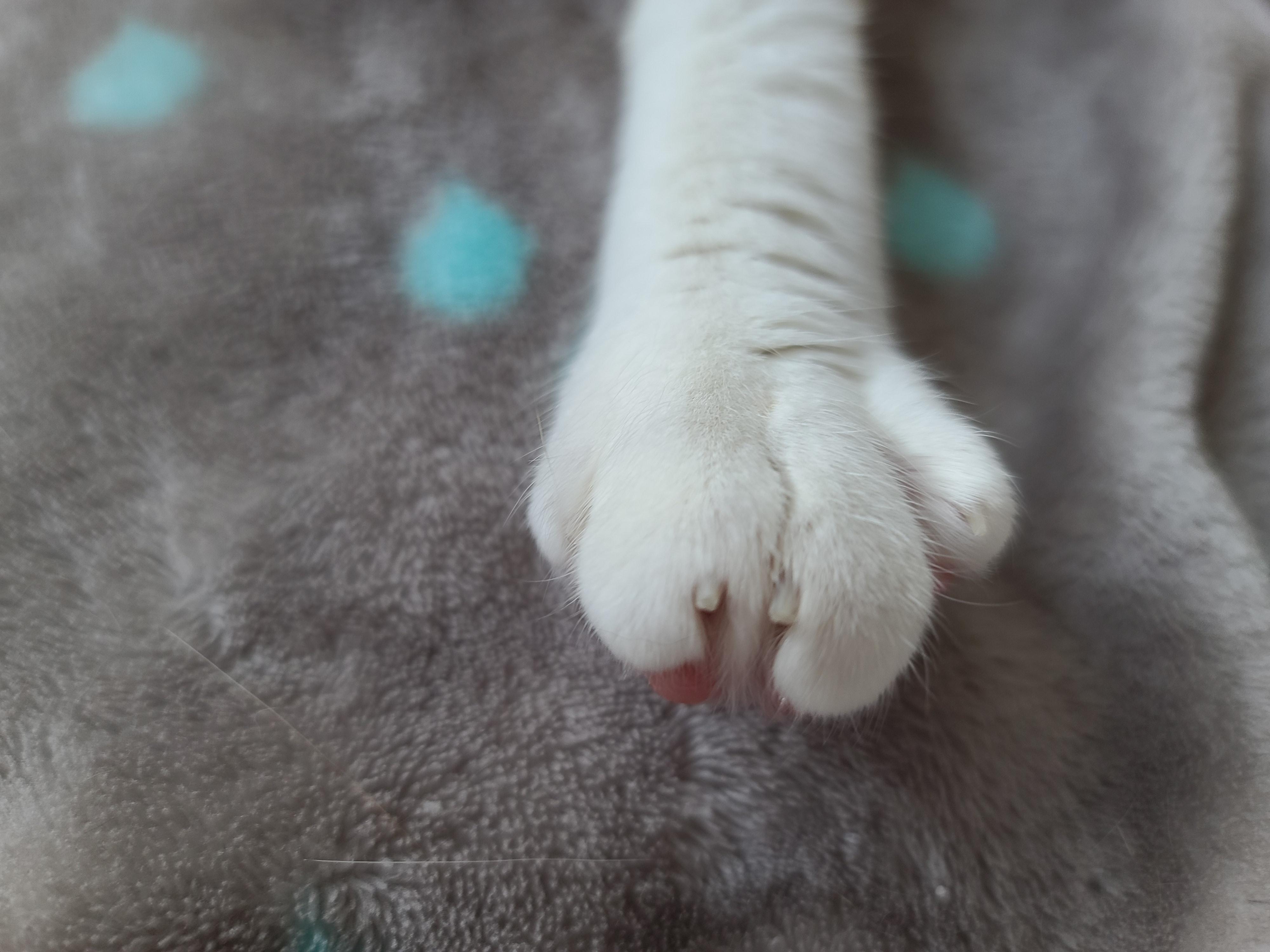 너무 예쁜 우리집 2호 고양이 커플. 삼색이 요미와 치즈냥이 막둥이 (feat.너무 다정한 그루밍)