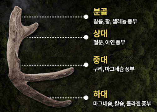 녹용