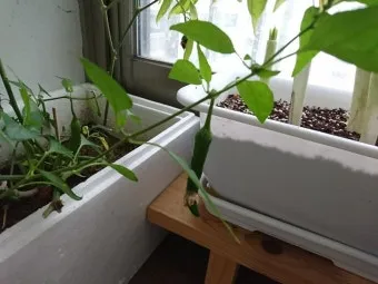 텃밭 고추 키우는 법 모종심기 지지대 순지르기 탄저병 예방_19