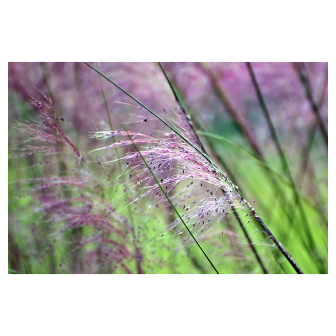 맥문동과 관련된 사진입니다.