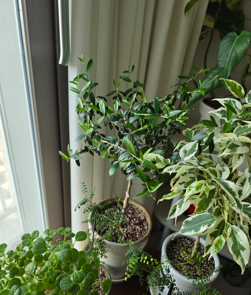 완전더 건강해진 올리브나무