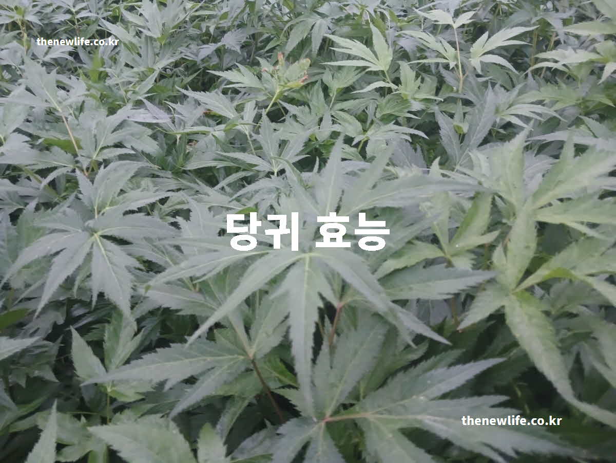 당귀 효능 대표 실사진