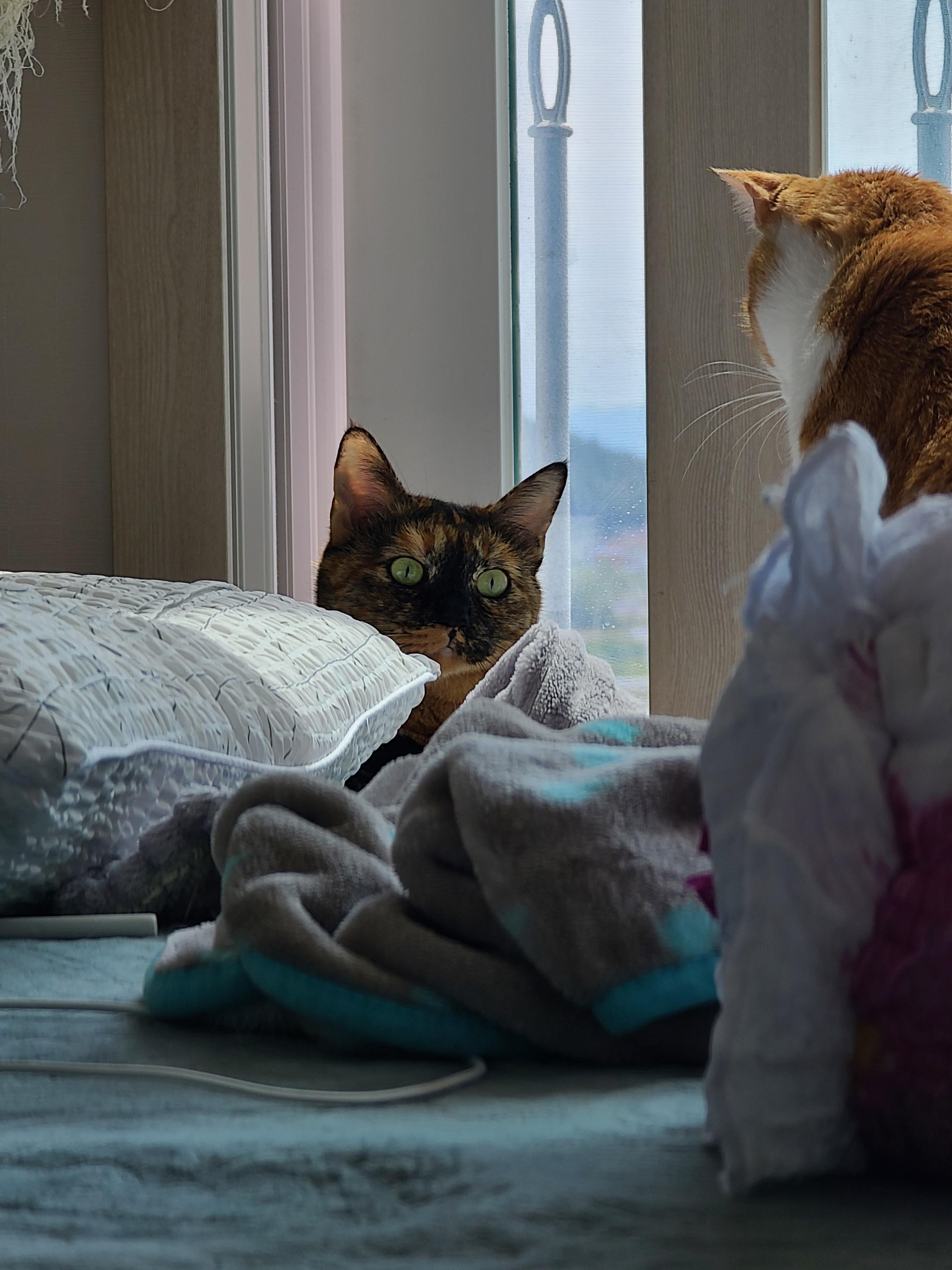 즐거운 추석! 우리 아홉냥이들 추석인사 받고 가세요~!