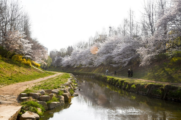 굴포천 벚꽃길 풍경