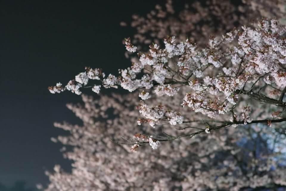 2023 진해군항제 벚꽃축제