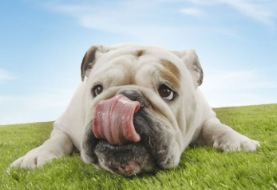 개의 편평상피암