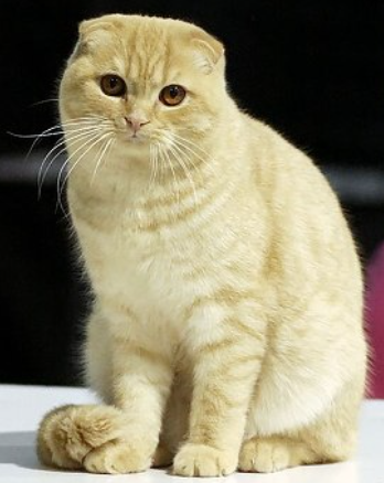 Scottish Fold